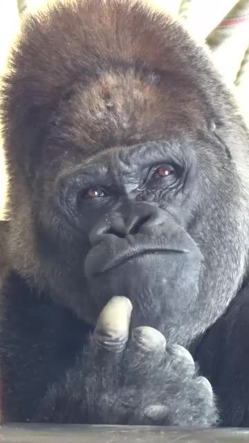 🔥 The Majestic & Adorable Momotaro! 🦍💖