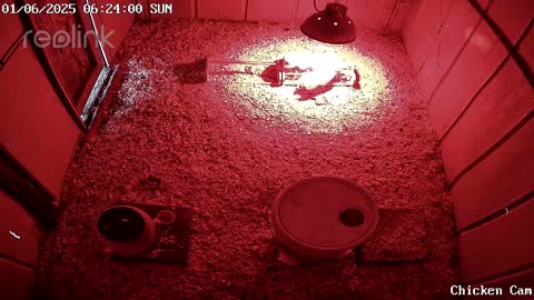 Millar Time Chicken Cam