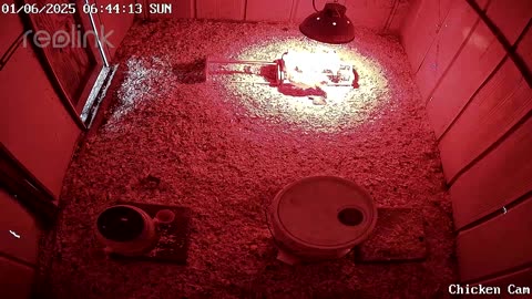 Millar Time Chicken Cam
