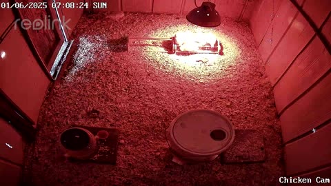 Millar Time Chicken Cam