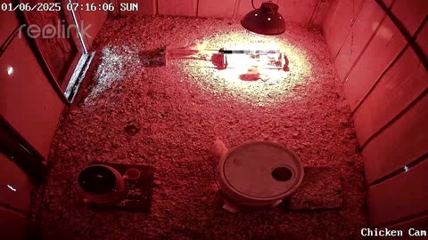 Millar Time Chicken Cam