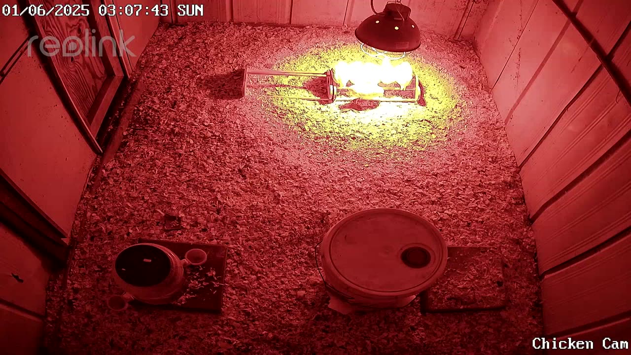 Millar Time Chicken Cam