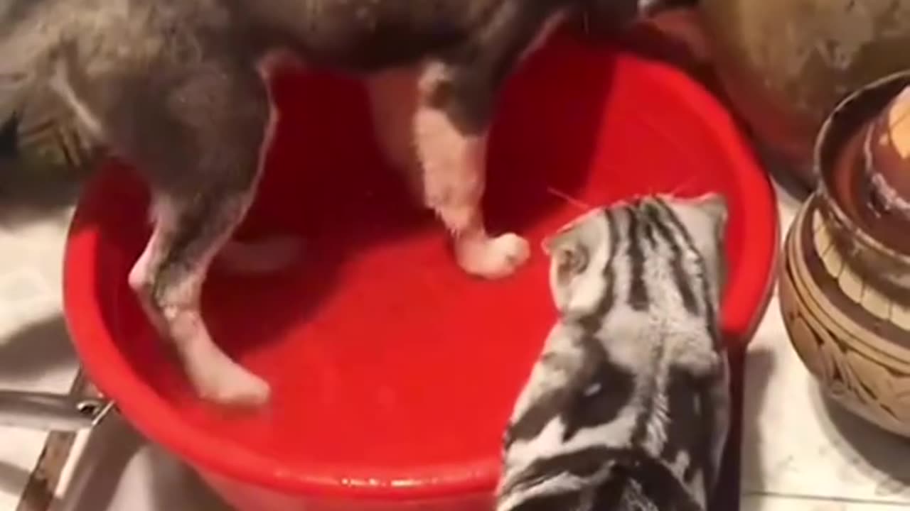 Funny cats ๐๐ธ๐คฃ