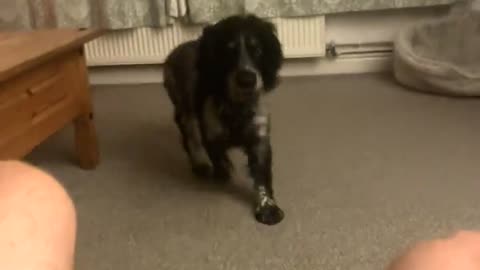 😂🍪 He Got a Treat in the End – Relax and Watch This! | FunFM