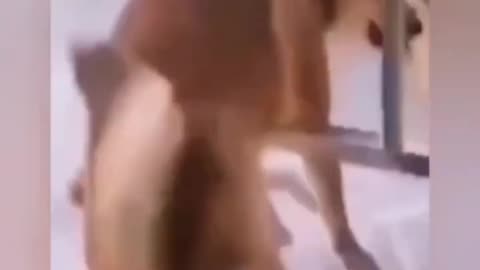 Funny Animal Videos 8
