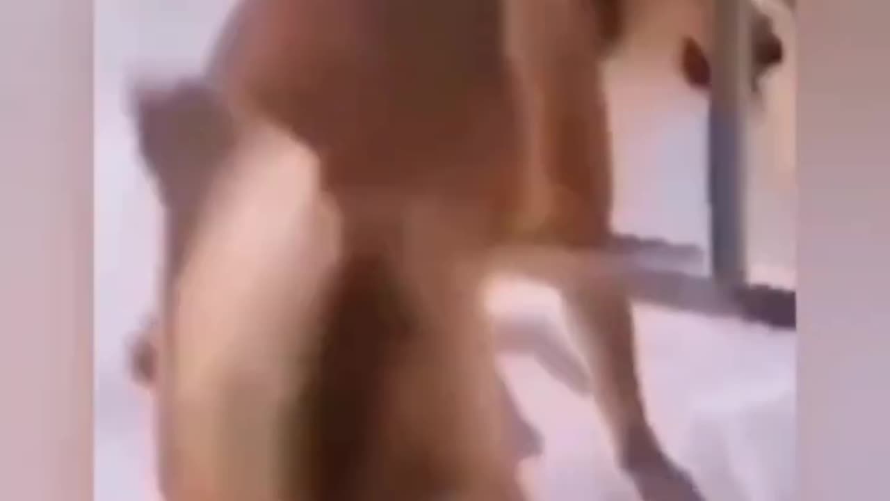 Funny Animal Videos 8