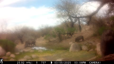 Animals at Rancheria Spring, Saddlebrooke, AZ