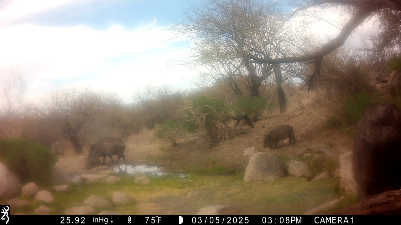 Animals at Rancheria Spring, Saddlebrooke, AZ