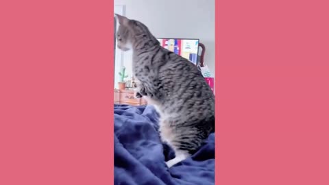 Funny animals - Funny cats / dogs - Funny animal videos 2023 - Part 6/Haypyy Pett