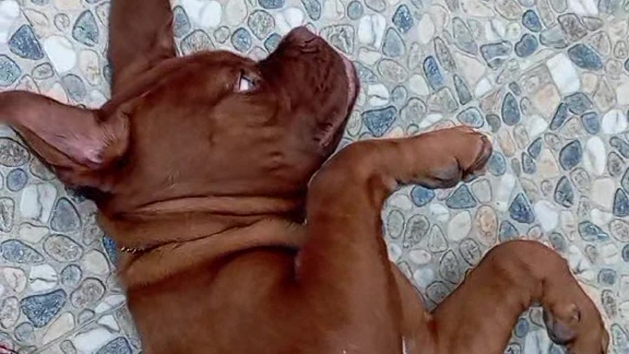 TaRaRaRaa New DOGG in Town!!! 🐶✌️