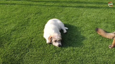 Dogs Love