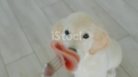 AI for Kids Puppies Make Learning Fun