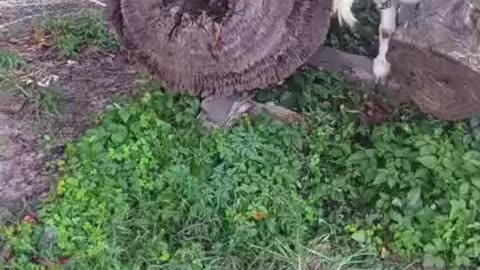 ９月の山羊さん