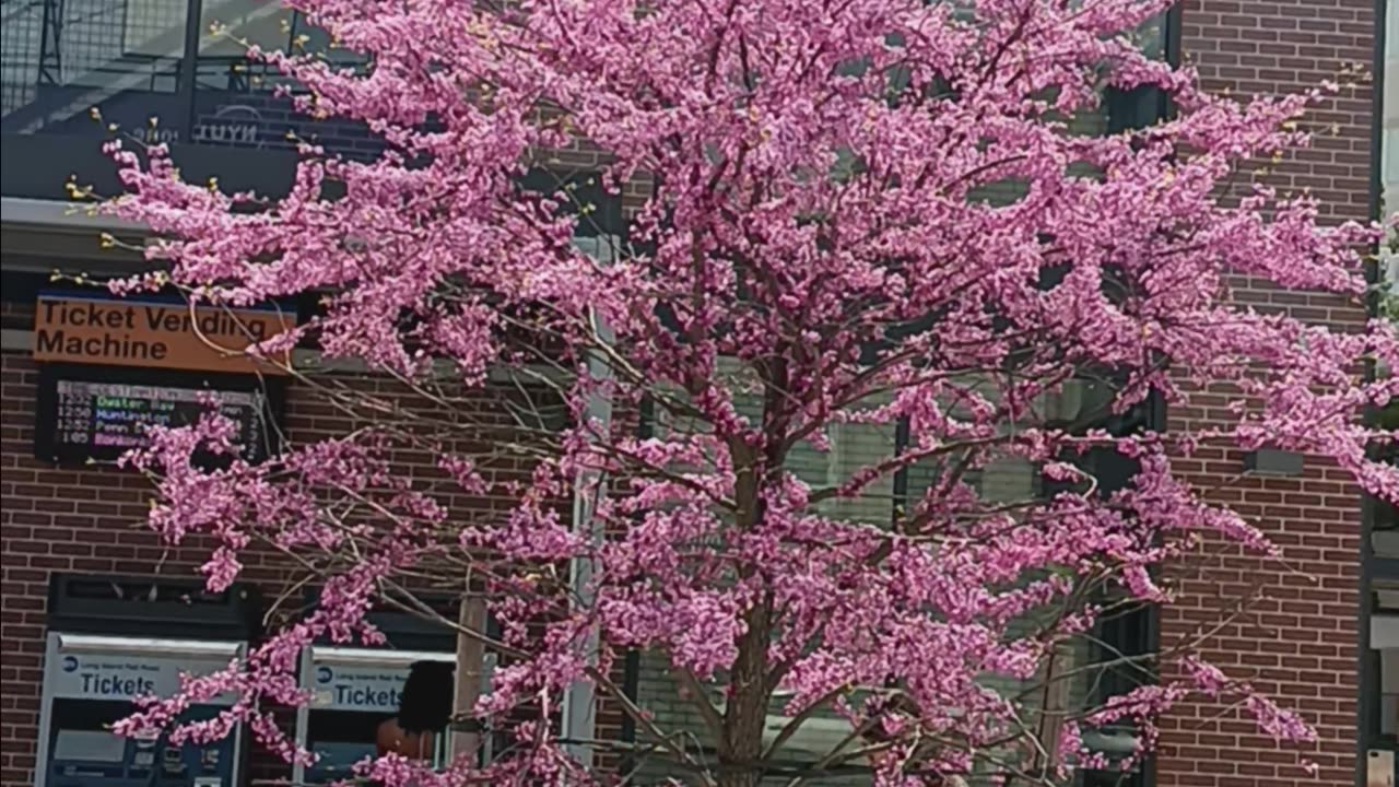 Cherry blossom
