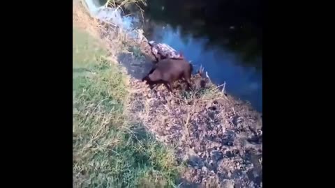 Jagdterrier and drahthaar working a boar