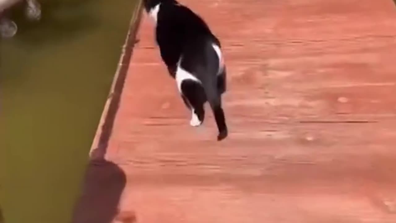 Cats Doing The Funniest Things Ever Caught On Camera!