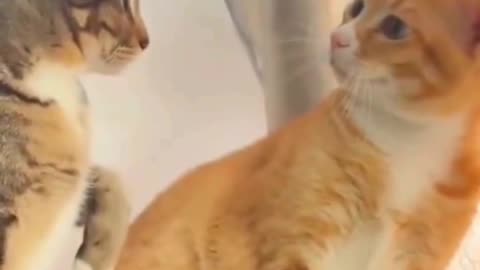 Funny cats