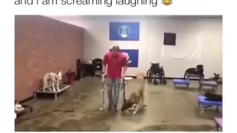 Not A Service Dog