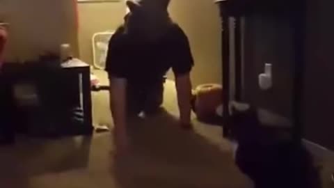 pranking cats to see their reaction😈