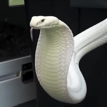 Nature s Beautiful Animal Evolution #animaljourney #animaltransformation #beautifulnature