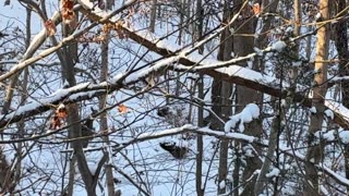 December 14, 2025 - Deer Sighting on -6 Degree Morning