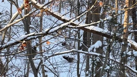 December 14, 2025 - Deer Sighting on -6 Degree Morning