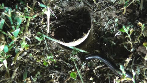 Trapdoor Spider Jammed Trapdoor Open