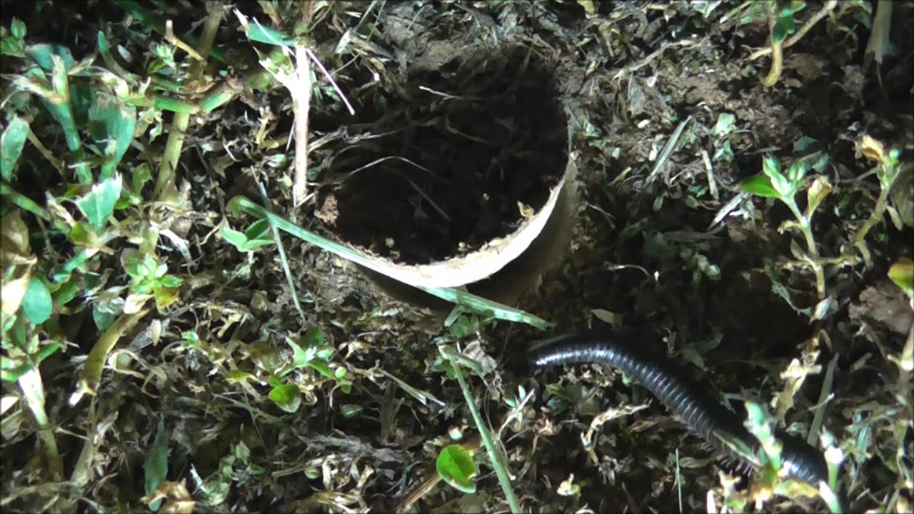 Trapdoor Spider Jammed Trapdoor Open