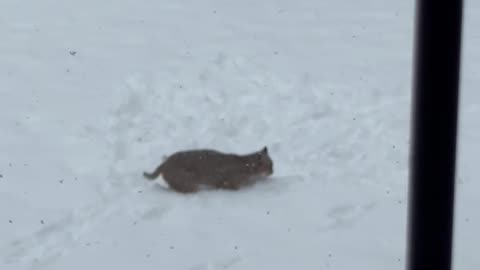 Bobcat Kitten Playing With a Bunny