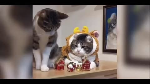 Laughing tails😂😂