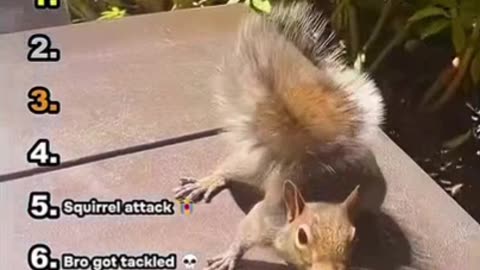 Ranking Funniest Animal Moments