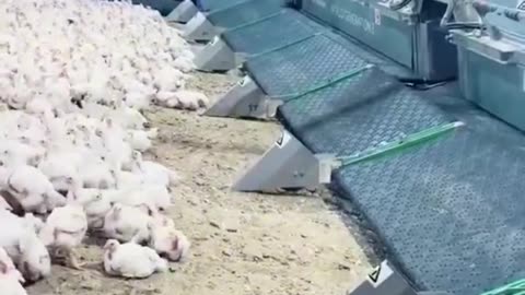 Factory‑farmed chickens are injected with vaccines and antibiotics from hatch to slaughter