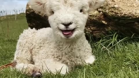 😂😹 Don't Laugh Challenge: Pet Edition 🐶🐾