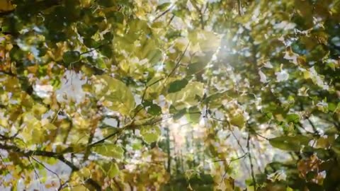 Relaxing Music for Meditation
