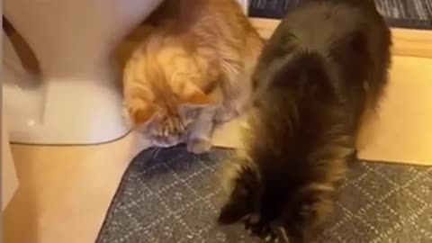 😂funny animal videos 2025 🤣 funniest cat videos😅😂