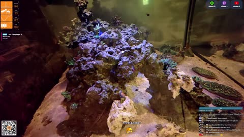24/7 Real Live Reef Stream