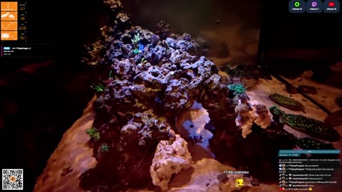 24/7 Real Live Reef Stream