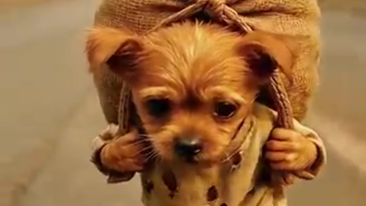 Little poor and hungry dogi want to eat but not have enough sources to eat بھوکا ڈوگی اور اسکے دوست