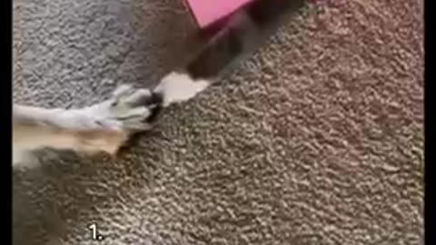 Funny animals