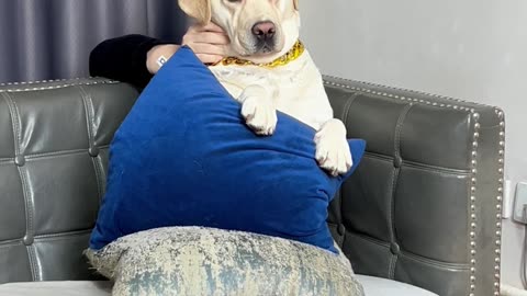 狗狗：这个家有鬼！Dog: There are ghosts in this house!