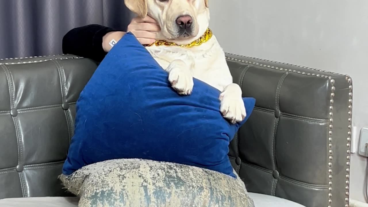 狗狗：这个家有鬼！Dog: There are ghosts in this house!