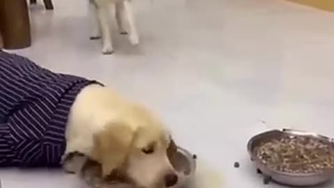 Husky and Labrador eating food funny videos