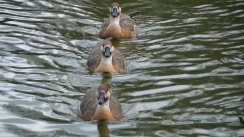 duck 1