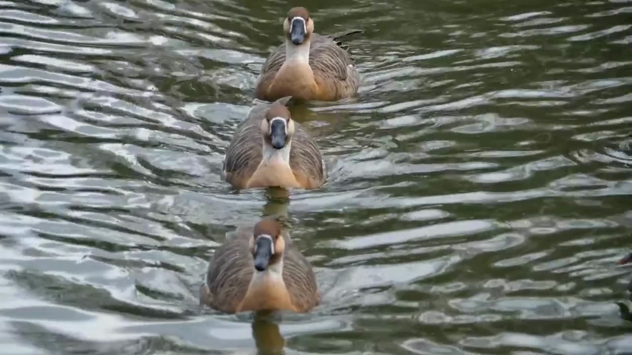 duck 1