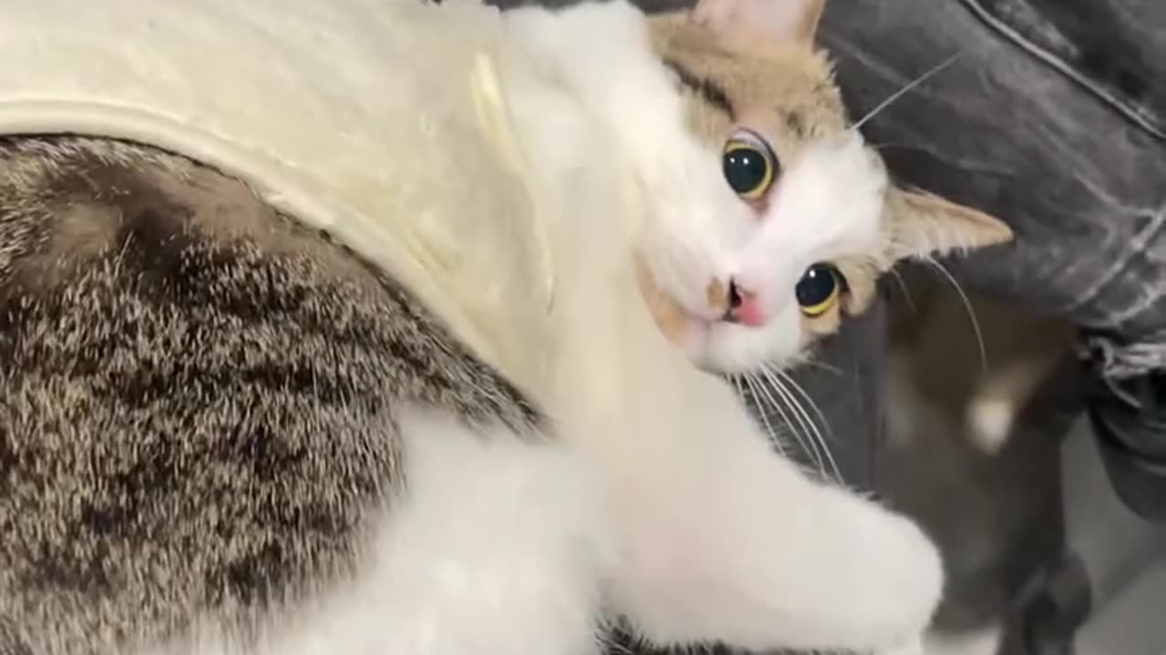 "This Catโs Funny Antics Will Make Your Day! ๐๐พ"