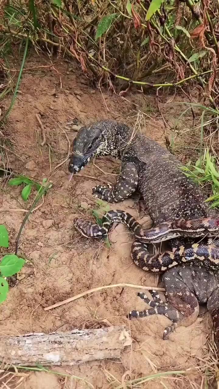 PYTHON vs MONITOR LIZARD: EPIC BATTLE! Reptile Fight Turns BRUTAL!🐍😱