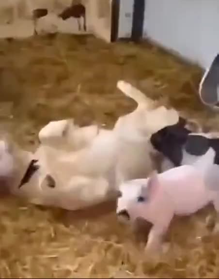 Big Dog Jumps Fence to Visit His Pig Friends!