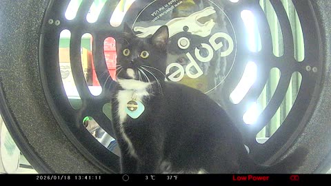 Cookie Cutter The Cat Random Footage, Filmed By KJK JDL201, Dbn, MI, January 16 To 19, 2026