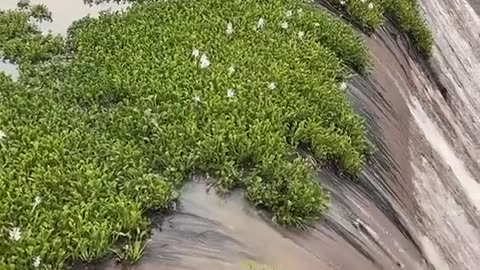 🌱💧 My Waterborne Plant People Need Me! | FunFM