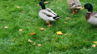 Many ducks willing to live